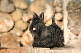 SCOTTISH TERRIER 142